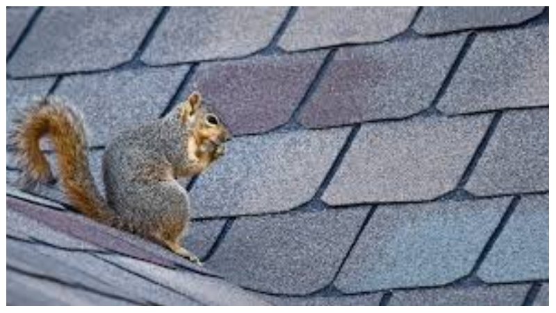 How Pests Can Damage Your Home or Property